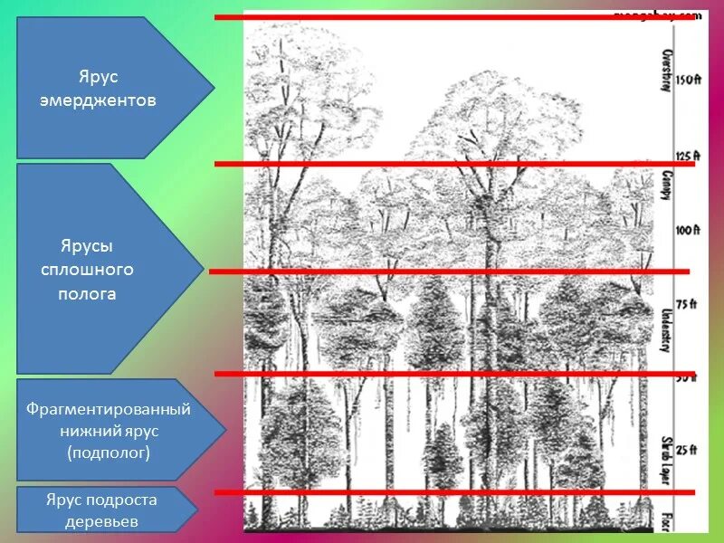 Ярусность тропического леса схема. Вертикальная ярусность смешанного леса. Ярусность влажного тропического леса. Ярусы леса схема. Тропические леса ярусы