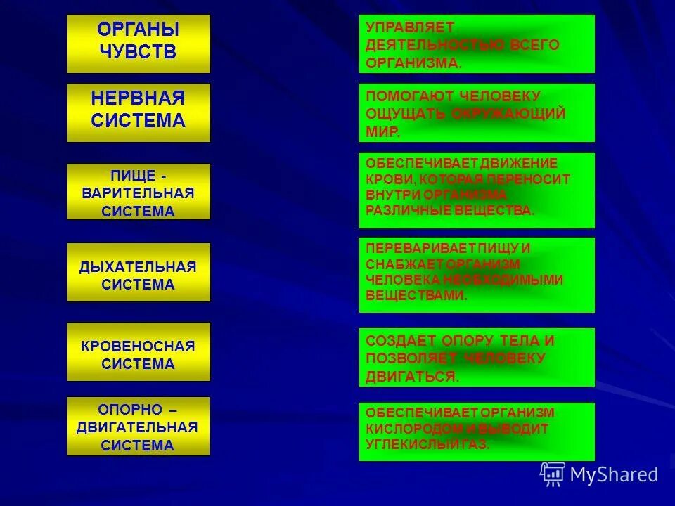 Система управляющая деятельностью всего организма. Какая система управляет деятельностью организма. Какая система органов управляет деятельностью организма 3. Какая система органов управляет всем организмом. Нервная система организма.