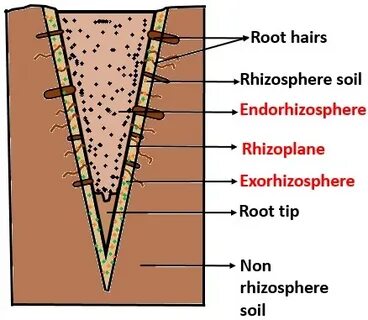 Define root