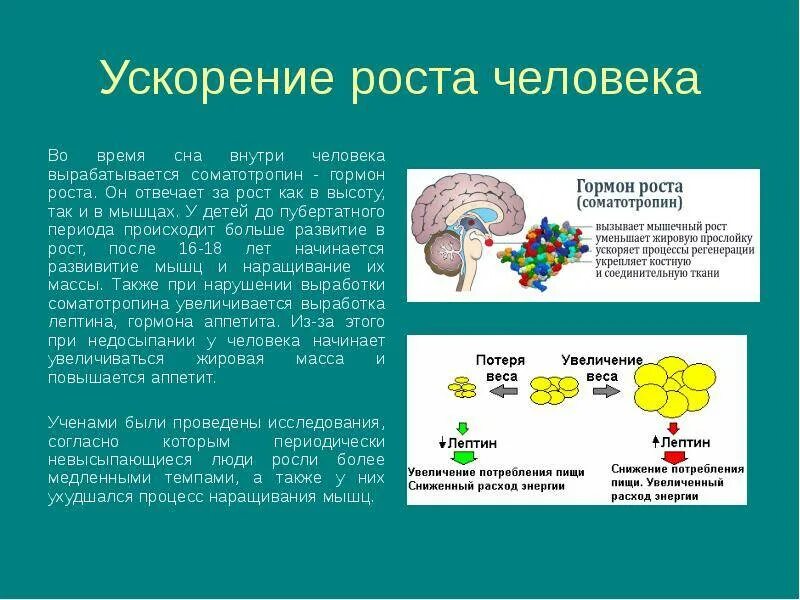 Соматотропин можно. Соматотропин гормон роста. Выработка гормона соматотропина. Гормон роста (соматотропин) синтезируется. Гормон роста вырабатывается.