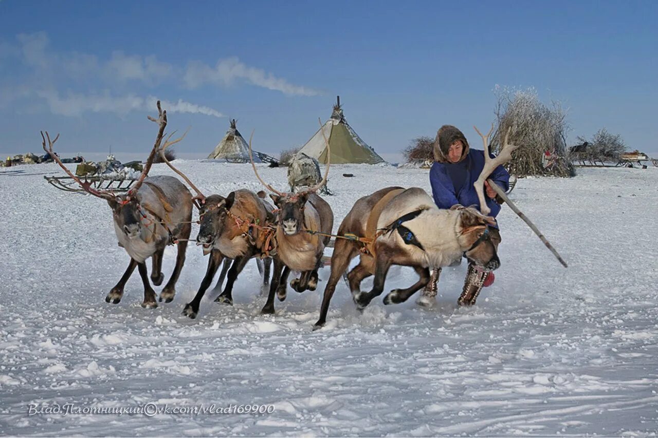 Северный народ коми. Оленеводы ненцы Коми. Эвенки оленеводы. Оленеводство Коми ижемцев. Малица ижемских оленеводов.