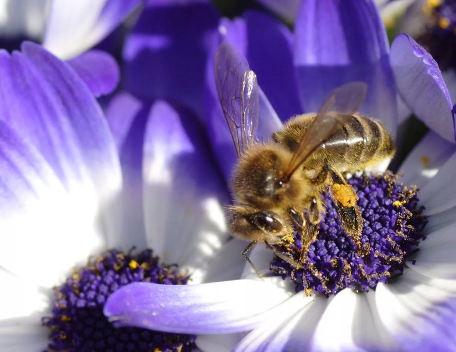 Медовая роса. Пчела на цветке. Пчелки на цветах. Красивая пчела. Красивая пчела на цветке.