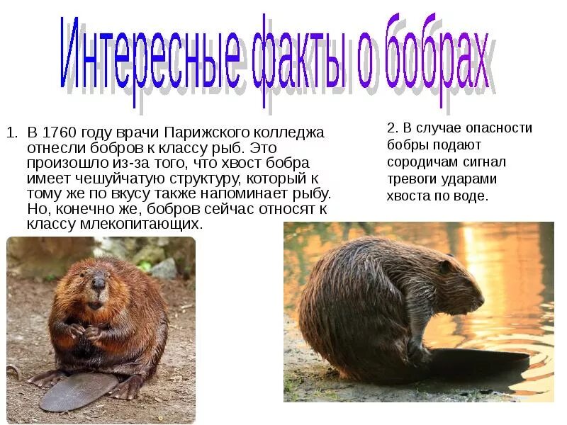Важная информация для сообщения о бобрах