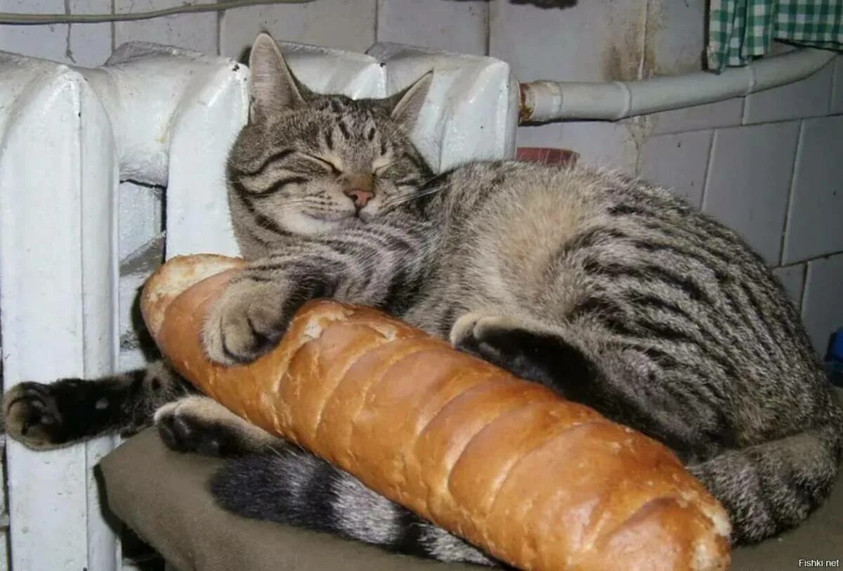 Кот батон рыжий. Кошка булочка. Кот булка. Кот багет. Кот хлеб.