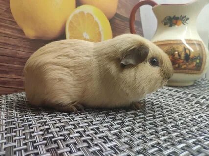 Свинка калифорния