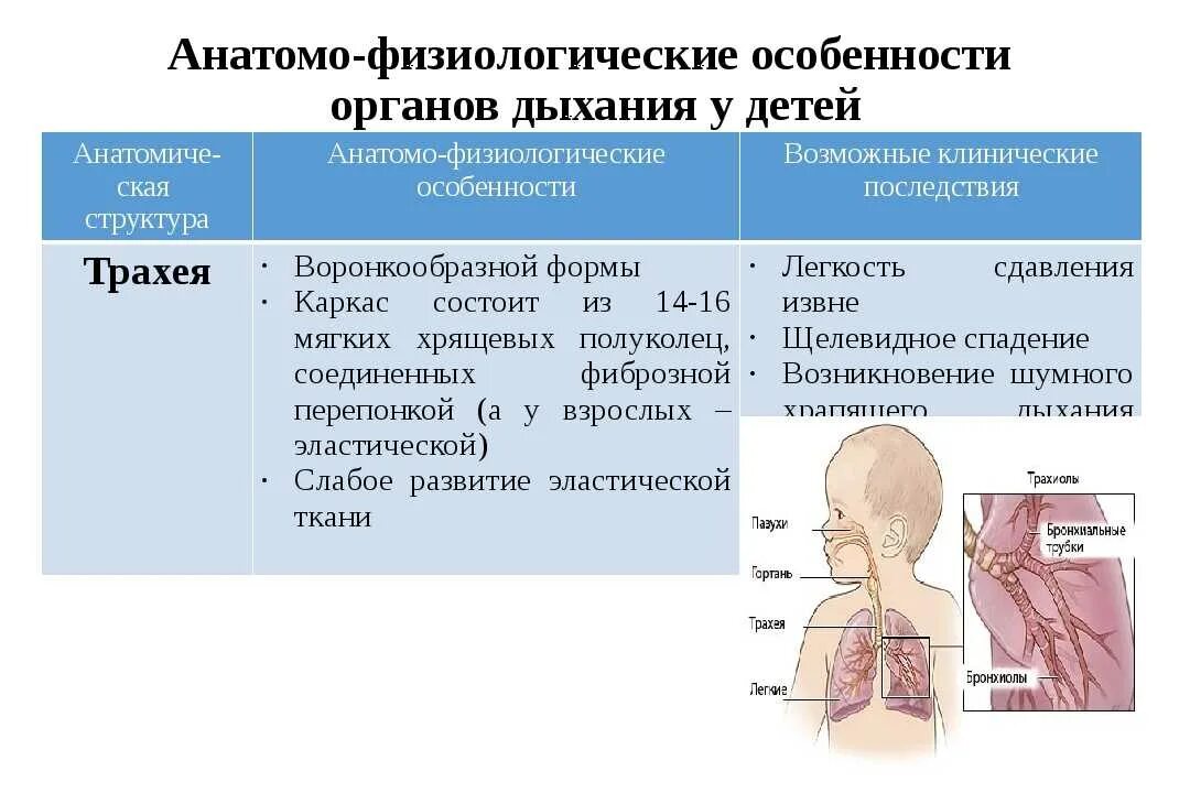 Физиологические особенности строения примеры Особенности развития подростков среднего возраста и семейные взаимоотношения п