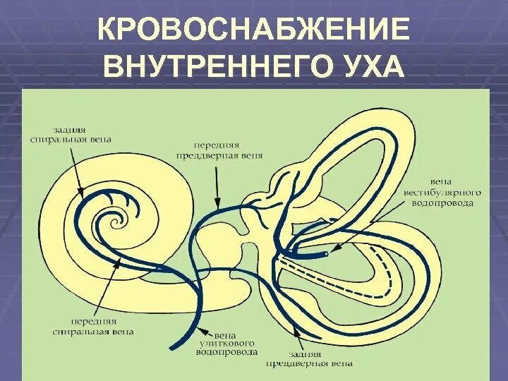 Кровоснабжение улитки внутреннего уха. Лабиринтная артерия внутреннего уха. Сосуды преддверно улиткового органа. Иннервация внутреннего уха. Нервы органа слуха