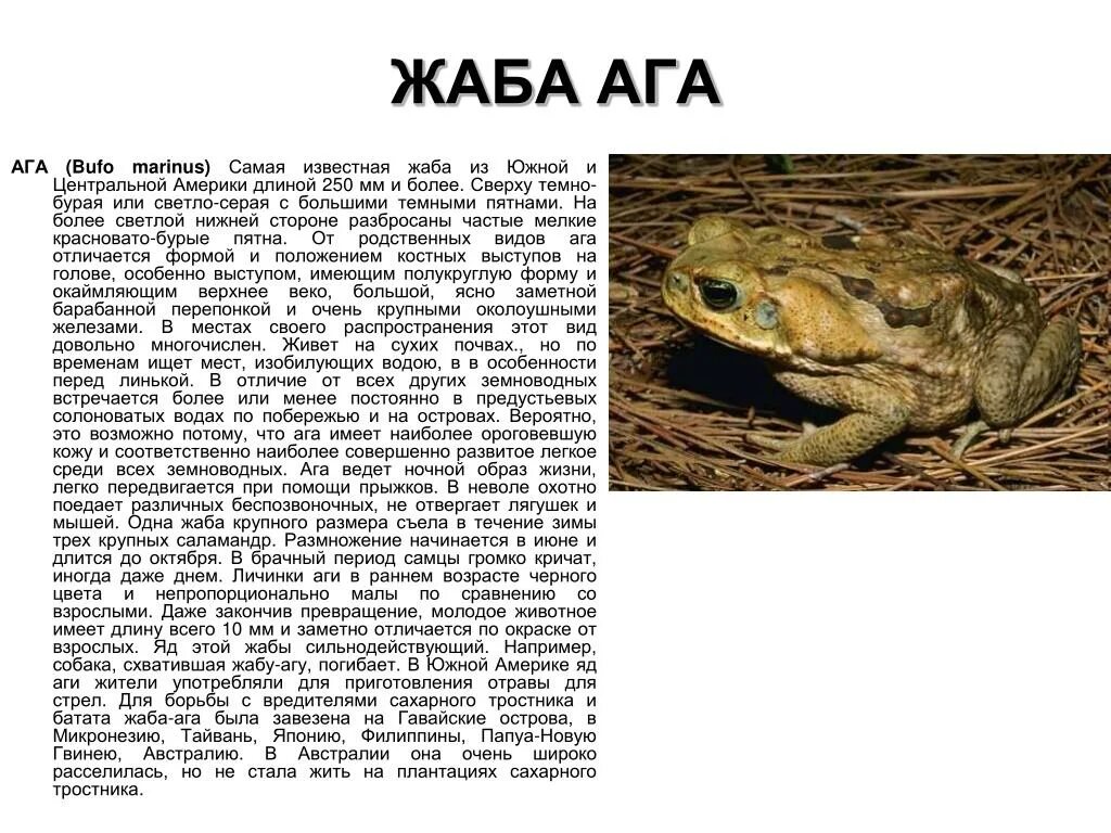 Жаба ага комплексная работа 3 ответы. Жаба ага Bufo Marinus. Расселение Жабы ага. Жаба ага текст. Жаба ага доклад.