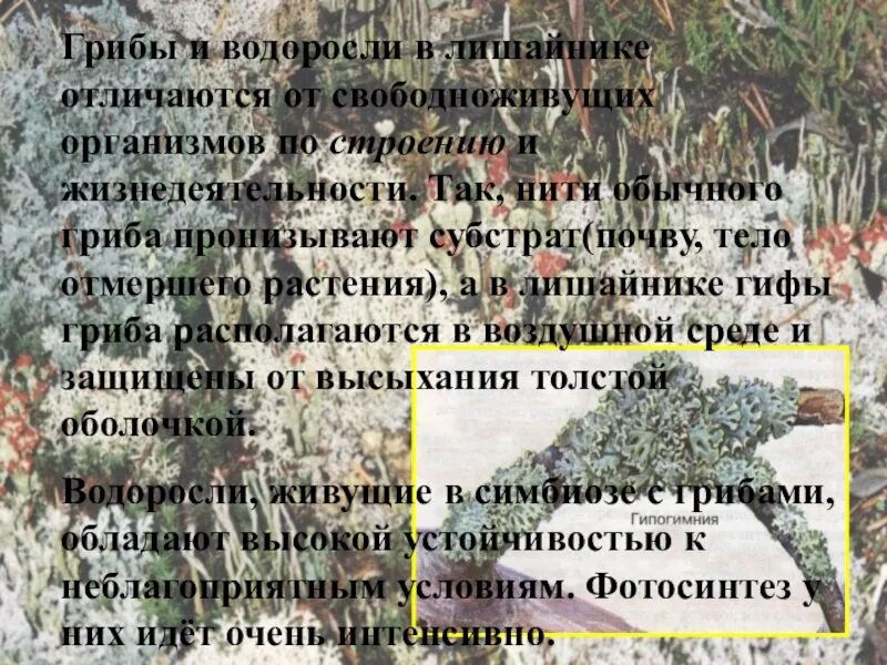 Чем отличаются лишайники от грибов. Отличие грибов от лишайников. Отличие лишайника от свободноживущих грибов и водорослей. Отличие лишайника от гриба и водоросли. Отличие лишайников от грибов и водорослей.