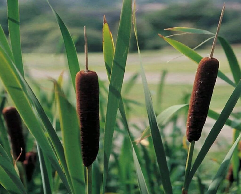 Камыш растение фото. Рогоз широколистный (Typha latifolia). Рогоз широколистный, рогоз узколистный. Рогоз узколистный (Typha angustifolia). Рогоз узколистный (Typha angustifolia l.).