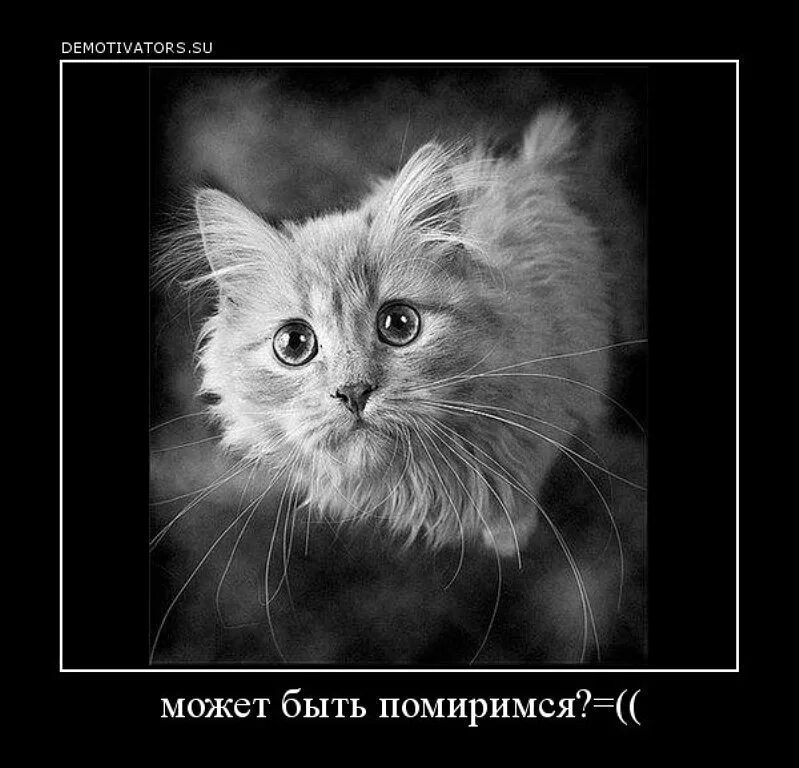 Давай мириться. Котик давай мириться. Кот мирится. Бывшая хотела помириться