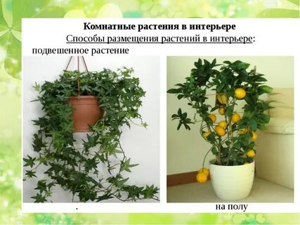 Способы размещения растений