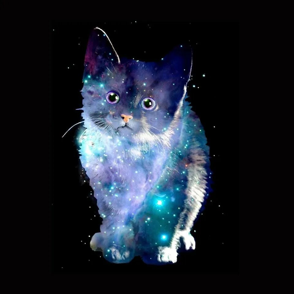 Котэ и синий. Кот в космосе. Космический котик. Красивый космический кот. Котята в космосе.