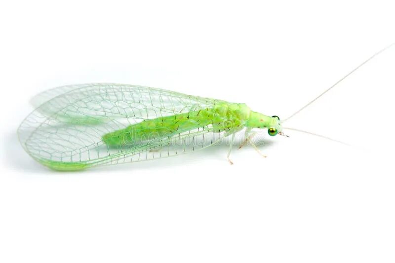 Light Bugs In House on Sale