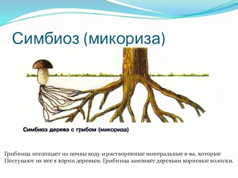 Образуют микоризу с корнями растений. Строение гриба микориза. Симбиоз гриба и дерева.