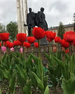 Тюльпаны калуга