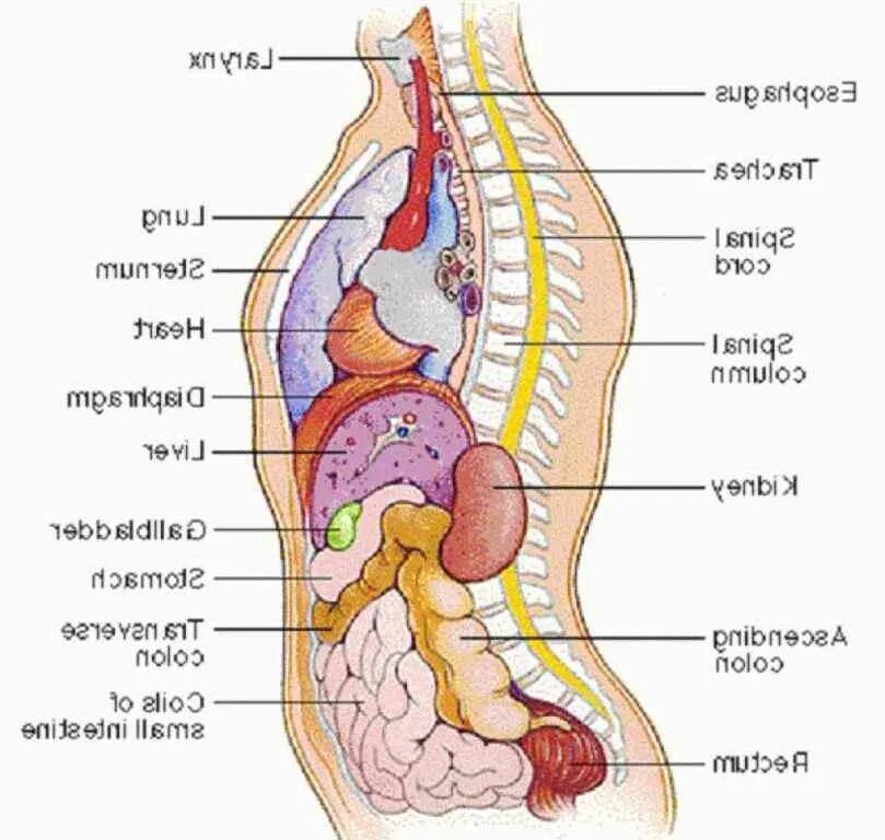 Внутреннее строение женщины органы фото с надписями. Внутренние органы сбоку. Строение человека внутренние органы со спины. Схема расположения органов у женщины. Анатомия человека внутренние органы вид сбоку.