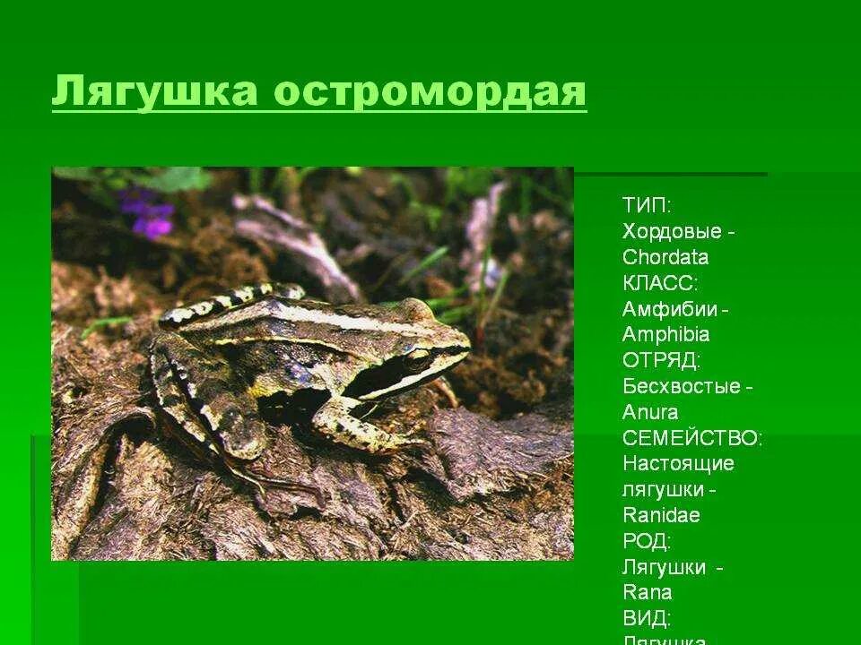 Строение остромордой лягушки. Травяная и остромордая лягушки. Остромордая лягушка систематика. Лягушка род вид.