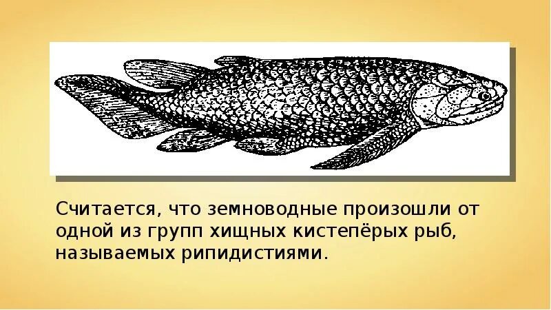 Кто является вымершим предком земноводных