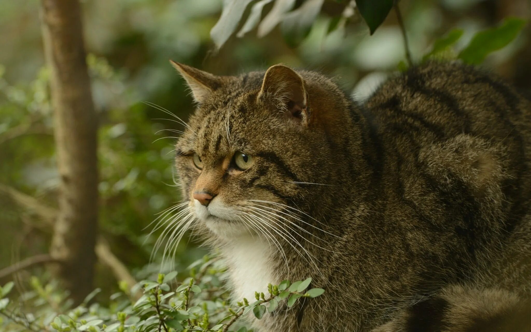 Лесная дикая кошка в экосистеме. Кавказская Лесная кошка Felis Silvestris Caucasica. Европейский Лесной кот камышовый. Среднеевропейский дикий Лесной кот. Европейская Камышовая кошка.