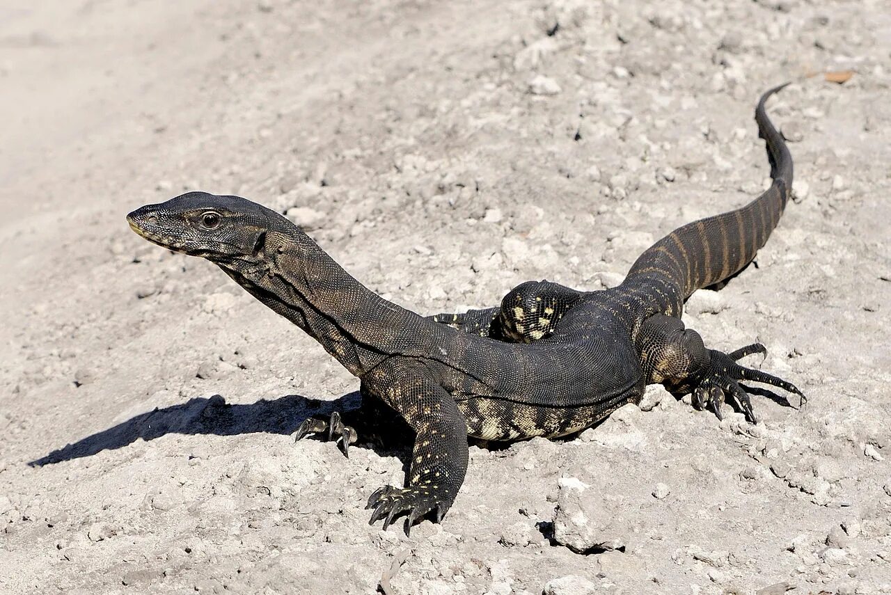 Varanus rosenbergi. Нильский Варан. Варан Гоанна. Пёстрый Варан.