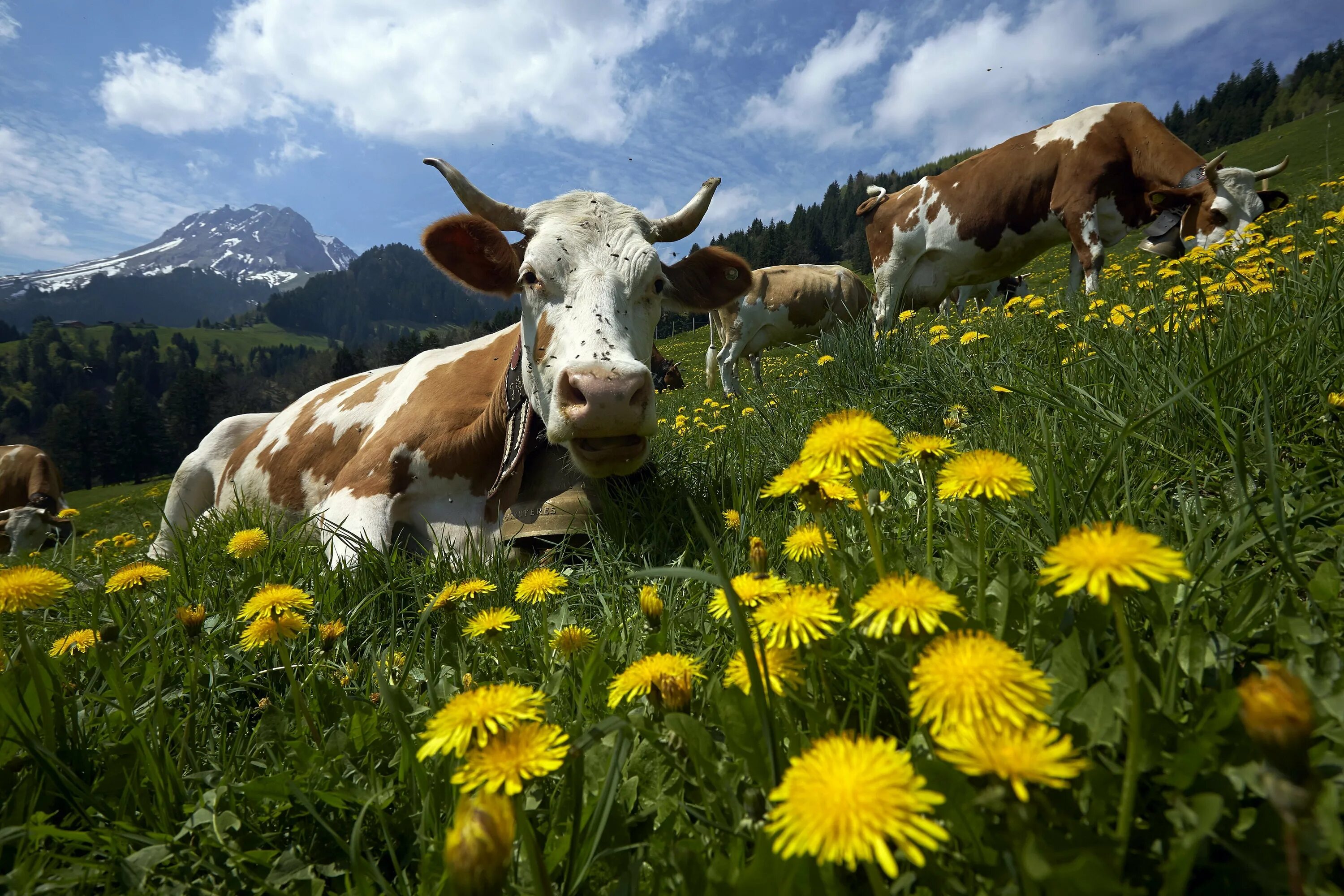 Поле коровки. Альпийские Луга с коровами Швейцария. Швейцария Луга буренки. Альпийские Луга korovi. Пастбищные Луга Швейцария.
