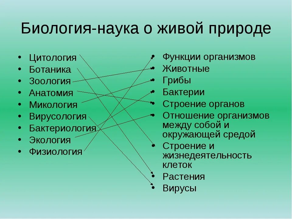 Разделами биологии являются. Науки биологии. биологические дисциплины. разделы биологии. биология наука о живой природе.
