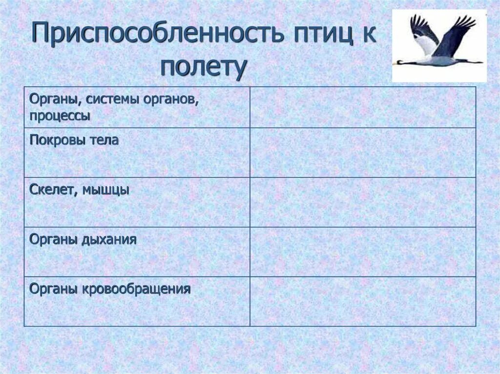 Приспособления систем органов птиц к полёту. Приспособленность птиц к полету. Приспособления птиц к полету. Таблица органов птиц. Особенности строения птиц черты приспособленности к полету