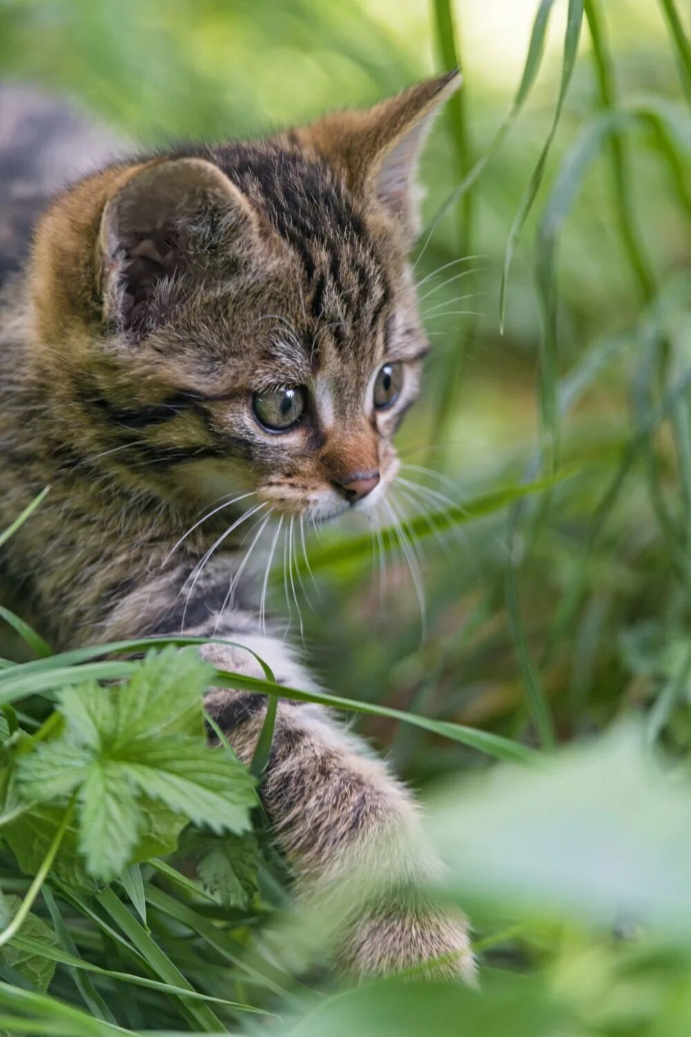 Купить лесного котенка. Лесной кот котята. Дикая Лесная кошка. Лесной кот детеныш. Котята дикой Лесной кошки.