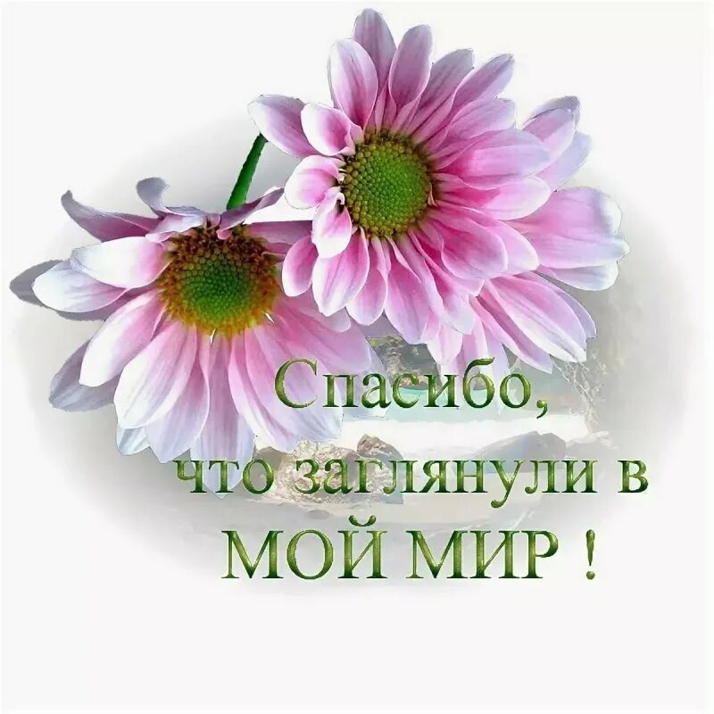 Спасибо за поздравления. Открытка спасибо от всего сердца. Благодарю от всего сердца. Мне приятно слышать тебя. Благодарность за поздравления.