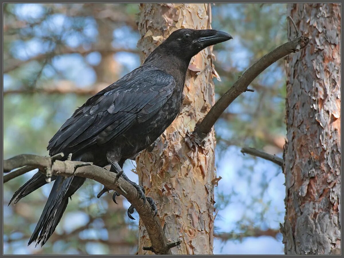 Дрозд меланист. Гуамский ворон. Таежный ворон. Новокаледонский ворон.