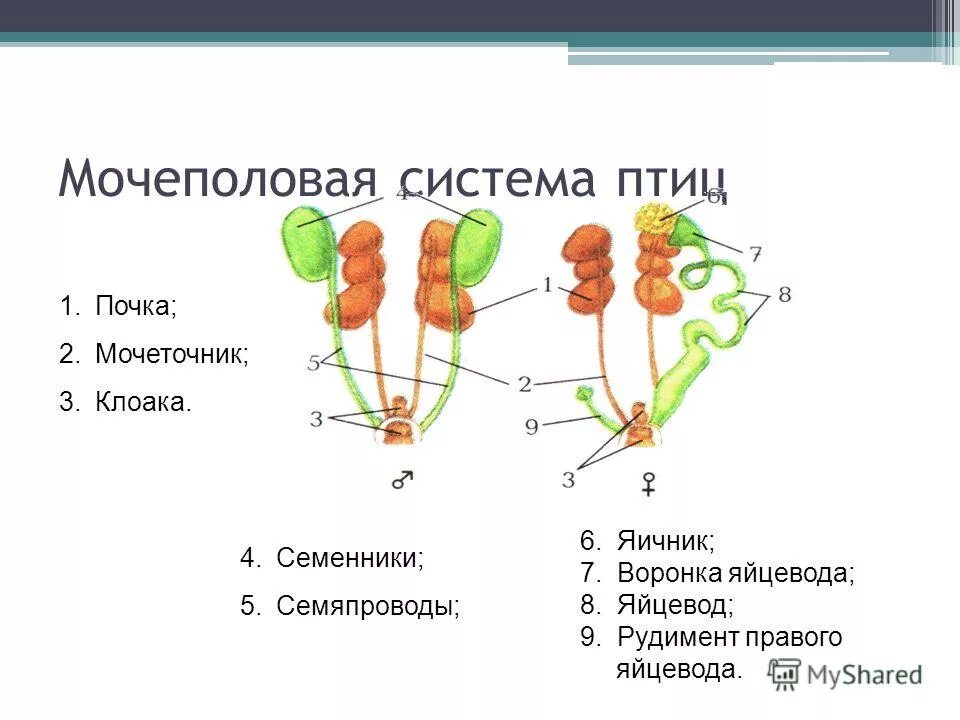 Схема строения систем органов выделения и размножения самца и самки. Система органов размножения птиц. Класс птицы размножения система. Половая система самки курицы. Органы размножения птиц схема.