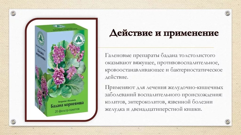 Бадан толстолистный препараты. Бадан толстолистный корневища. Бадан толстолистный описание растения. Лекарственные растения бадан толстолистный.