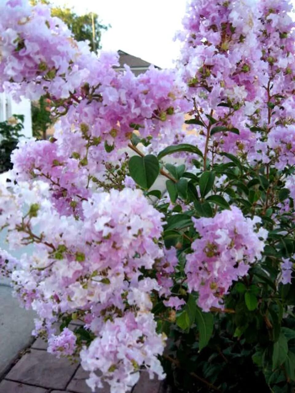 File:Syringa chinensis Saugeana 2016-05-17 0114.jpg - Wikimedia Commons