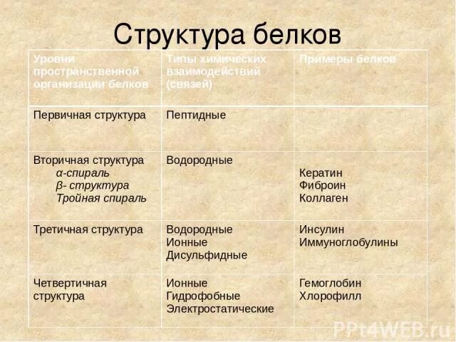 Пример первичного белка. Примеры белков первичной структуры. Структура белковой молекулы таблица. Первичная структура белка примеры. Белки с первичной структурой примеры.