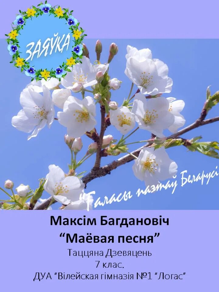 Картинки на рабочий стол весна. Цветущая черешня дерево. Цветущая вишня дерево. Па над белым пухам вішняў. Цветение в мае полгода.