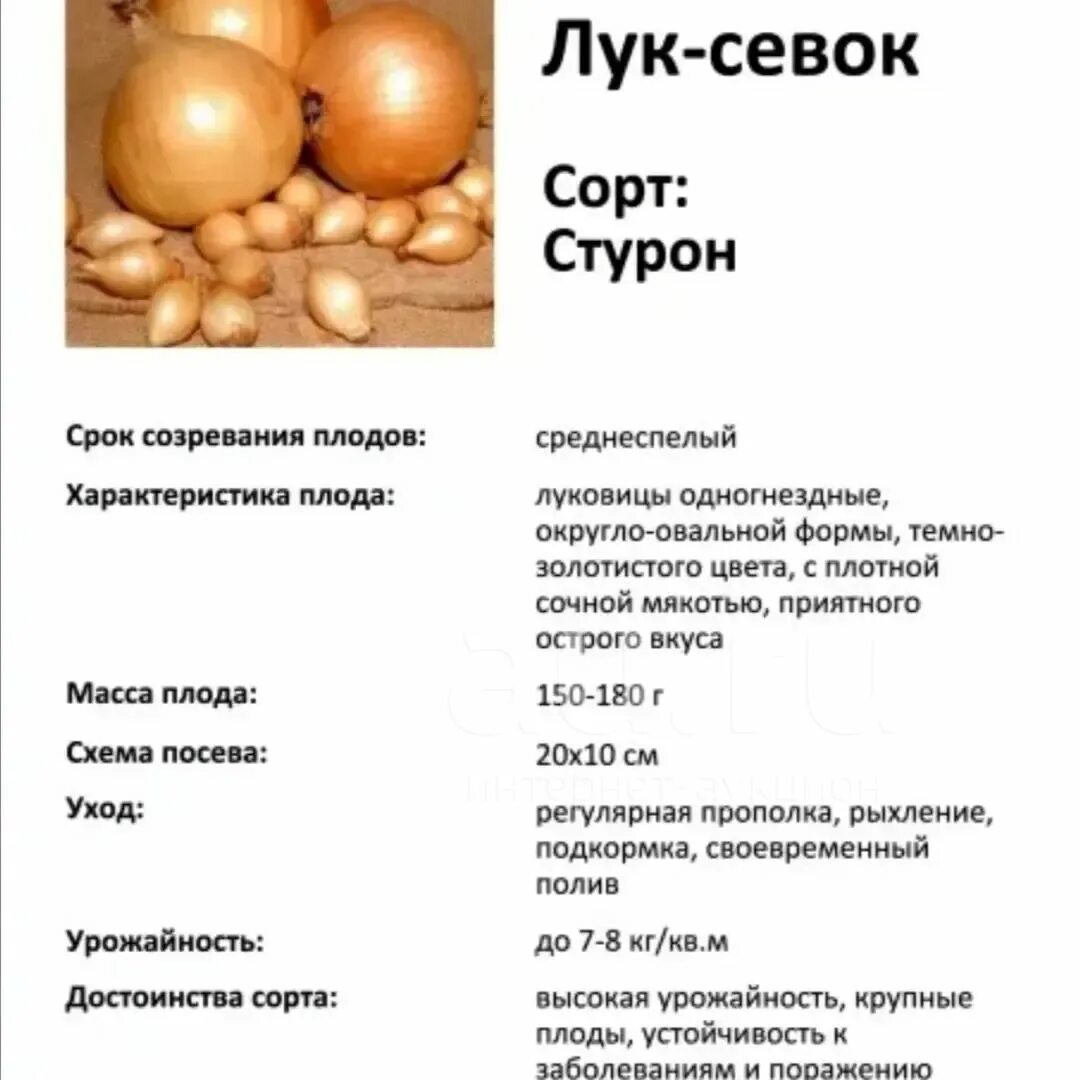 Лук севок сорт Стурон. Стурон лук севок голландский. Лук стоун