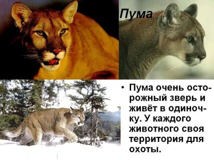 Зверь краткое