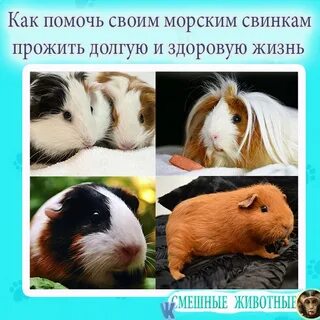 Аллергия на морских свинок