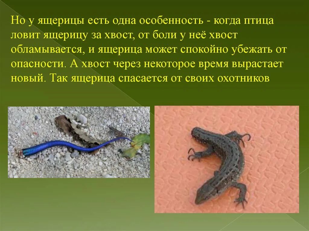 Можно ли есть ящериц. Хвост ящерицы. ящерица отбрасывает хвост. оторванный хвост ящерицы. ящерицы питаются.