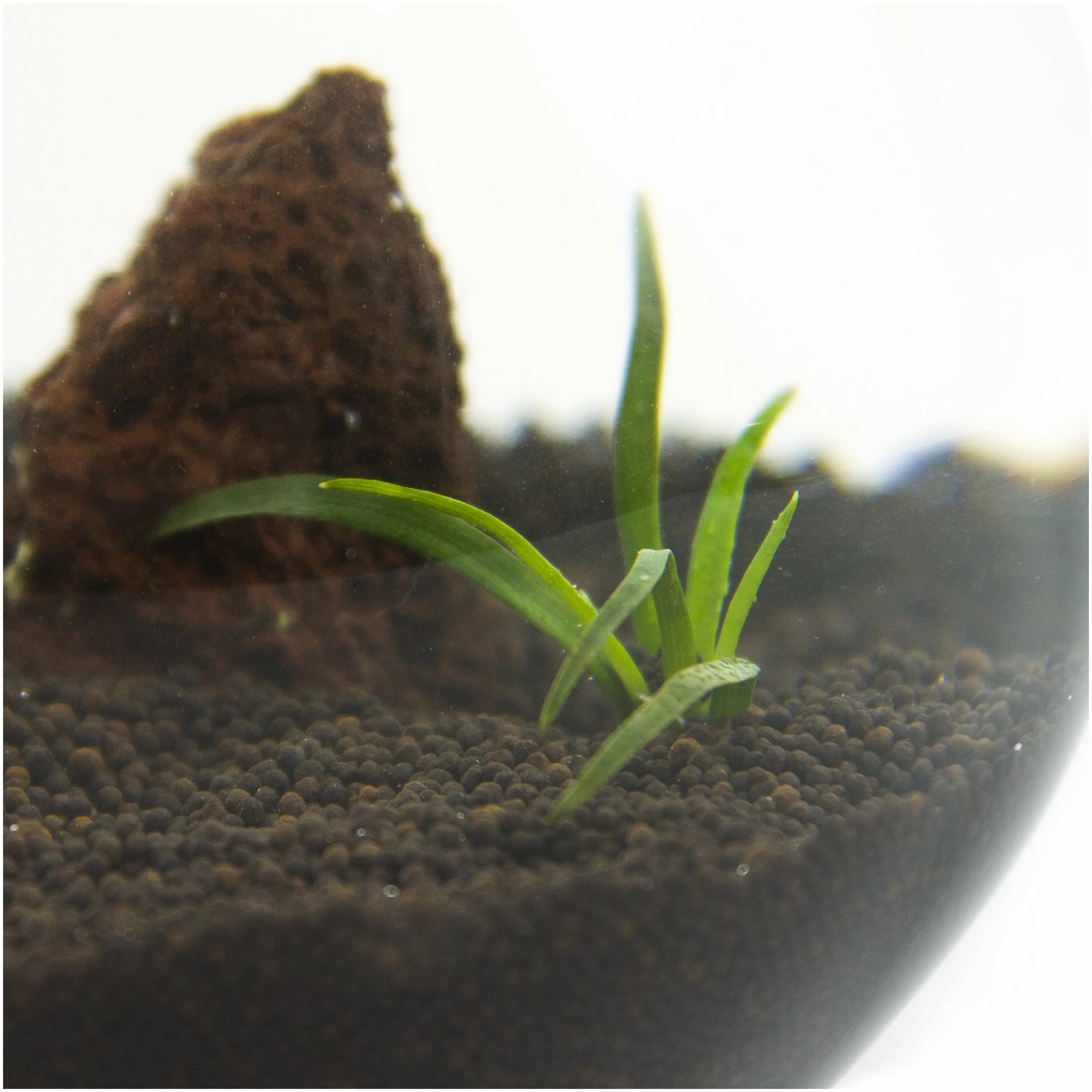 грунт пропант для аквариума отзывы. грунт пропант для аквариума отзывы. травник на грунте пропант. грунт пропант для аквариума отзывы. грунт пропант для аквариума.