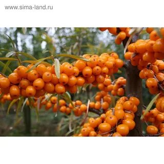 Алю сорт отзывы
