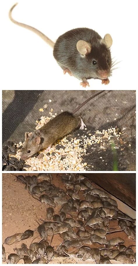 Экспериментатор поместил домовую мышь. Домовая мышь mus musculus Linnaeus. Мышь домовая серая. Домовые мыши. Домовая мышь размер.