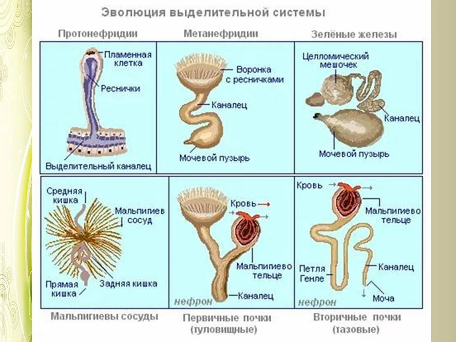 Эволюция строения и функций. Выделительная система беспозвоночных. Протонефридии и метанефридии. Типы выделительных систем. Эволюция выделительной системы у беспозвоночных.