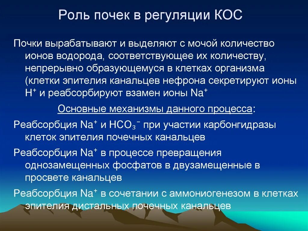 Роль почек в регуляции кос физиология. Роль почек в регуляции кос. Роль почек в регуляции. Роль почек в регуляции. Участие почек в регуляции артериального давления.