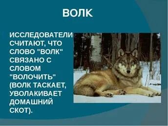 Образуй от слова волк