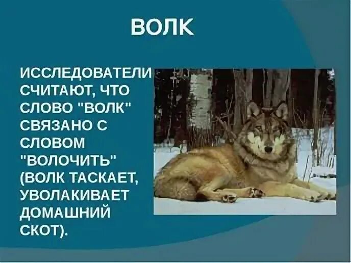 Составить слово волка