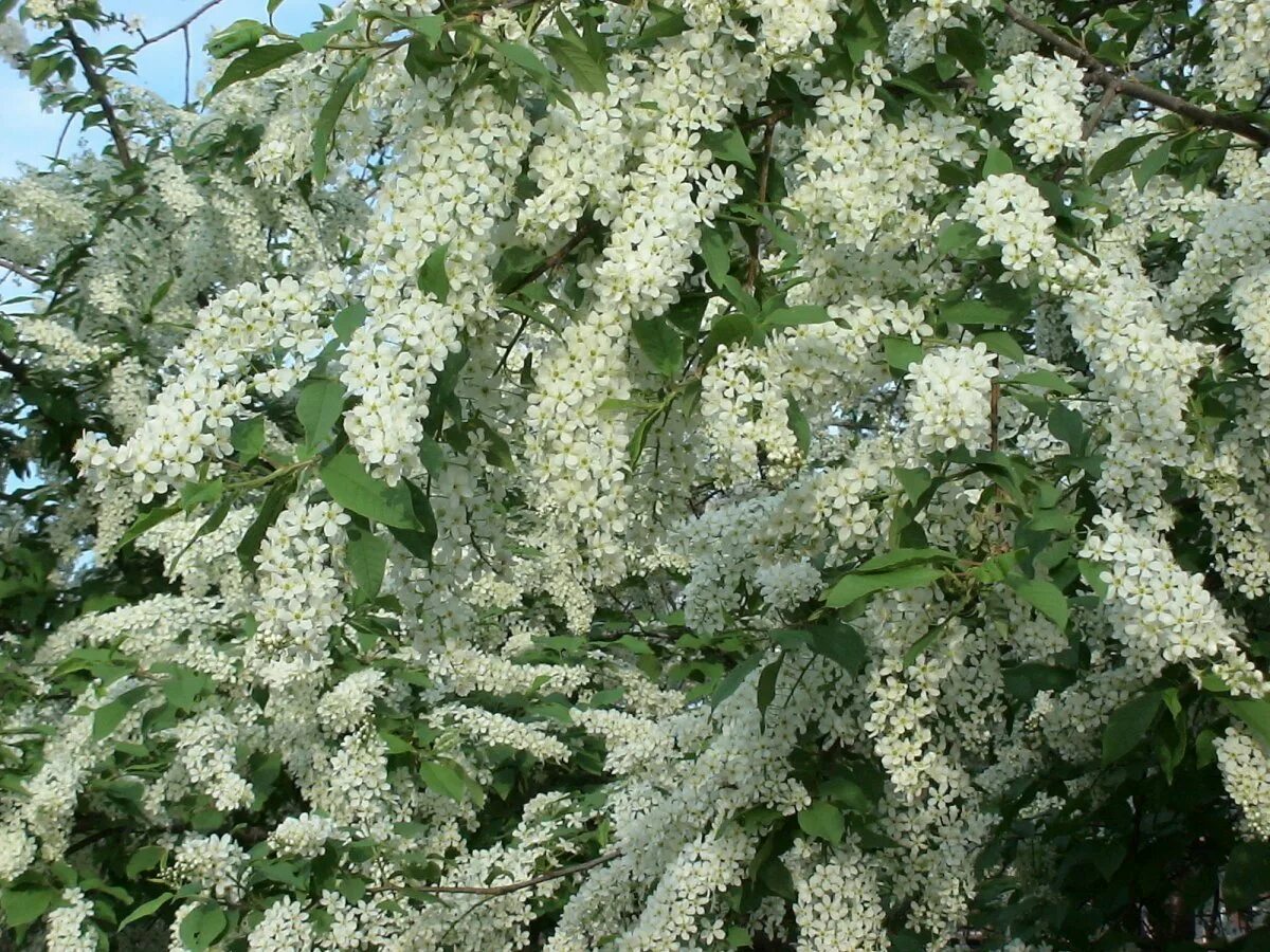 Черемуха watereri. Черёмуха обыкновенная дерево. Дерево белой черемухи. Черёмуха обыкновенная дерево. Белая черемуха дерево.