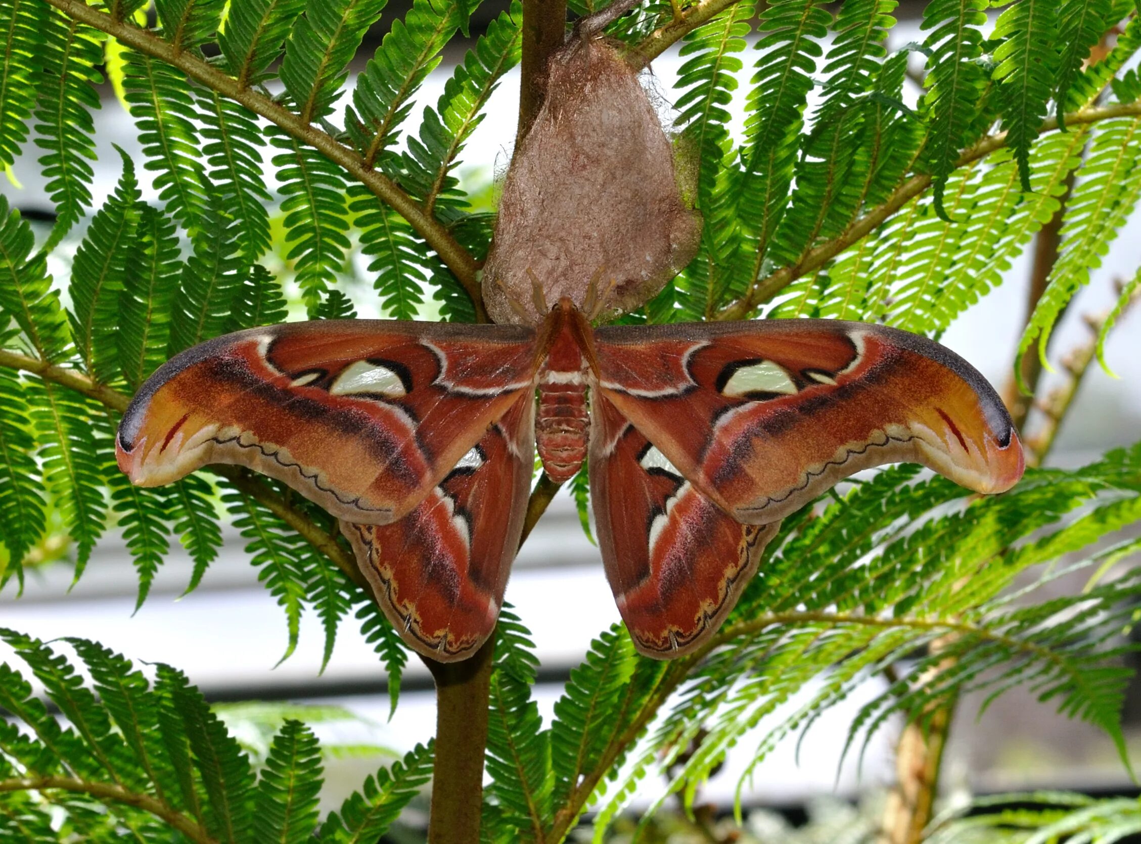 Павлиноглазка атлас Attacus Atlas. Бабочка Павлиноглазка атлас. Павлиноглаглазка атлас. Attacus Atlas бабочка.