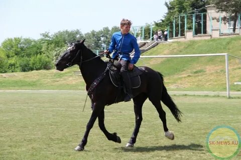 Переход лошади